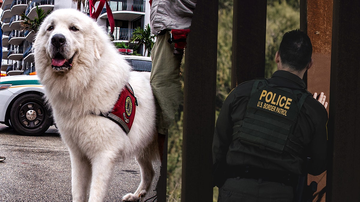 A split image of a service dog and a border patrol agent